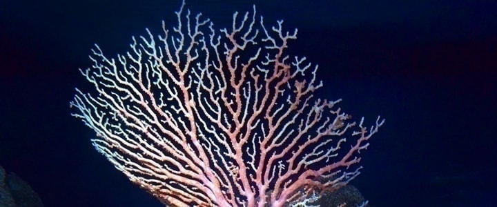 サンゴ(珊瑚)・コーラルの意味｜ハワイアンジュエリーのPua ally(プアアリ)