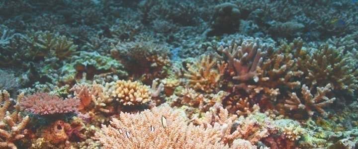 サンゴ(珊瑚)・コーラルの意味｜ハワイアンジュエリーのPua ally(プアアリ)