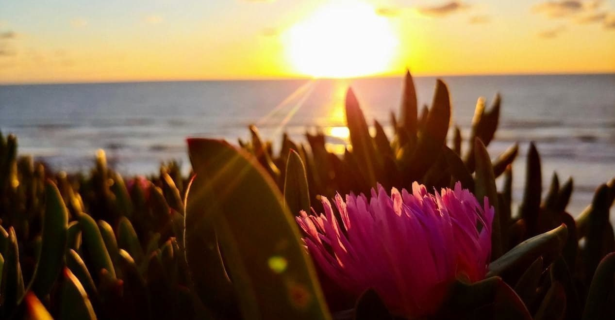 夕日の海の手前にある植物