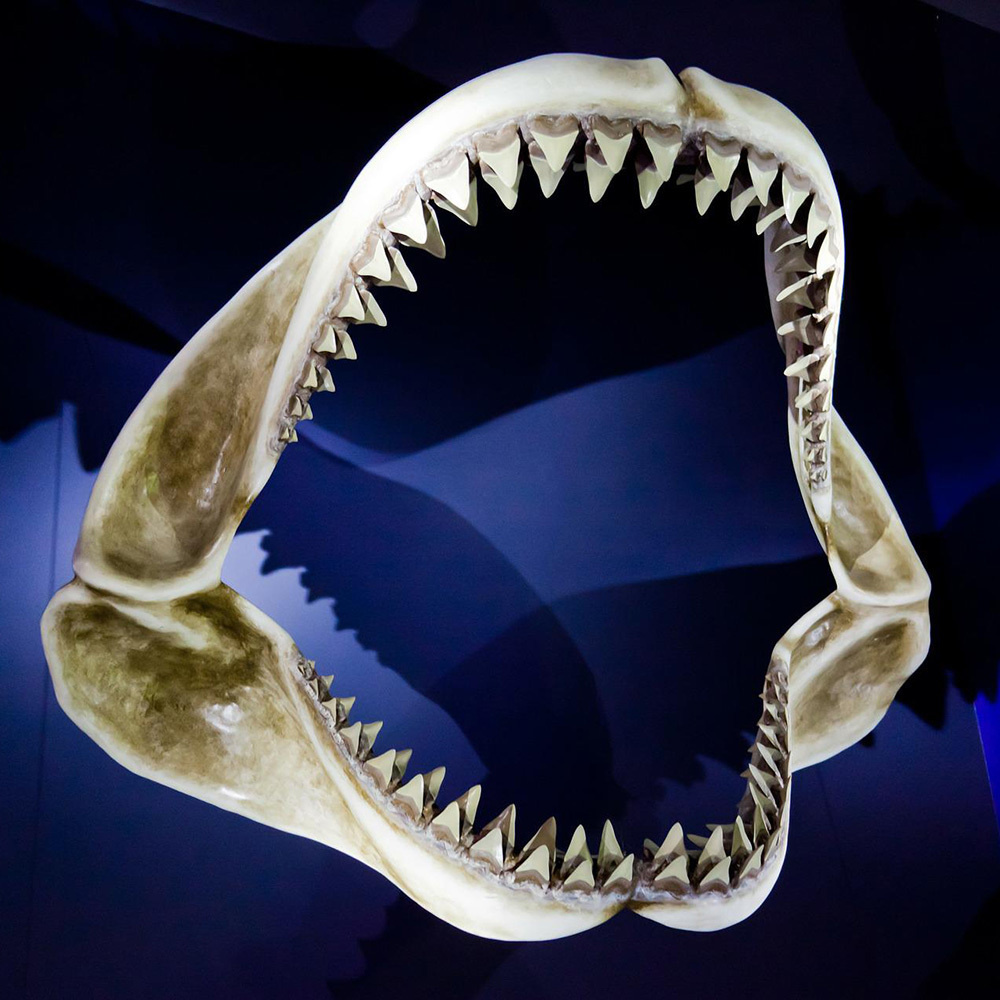 鮫の歯