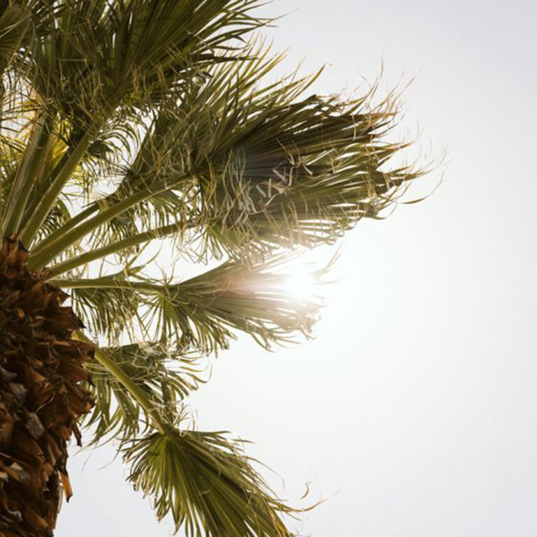 陽ざしに当たるヤシの木