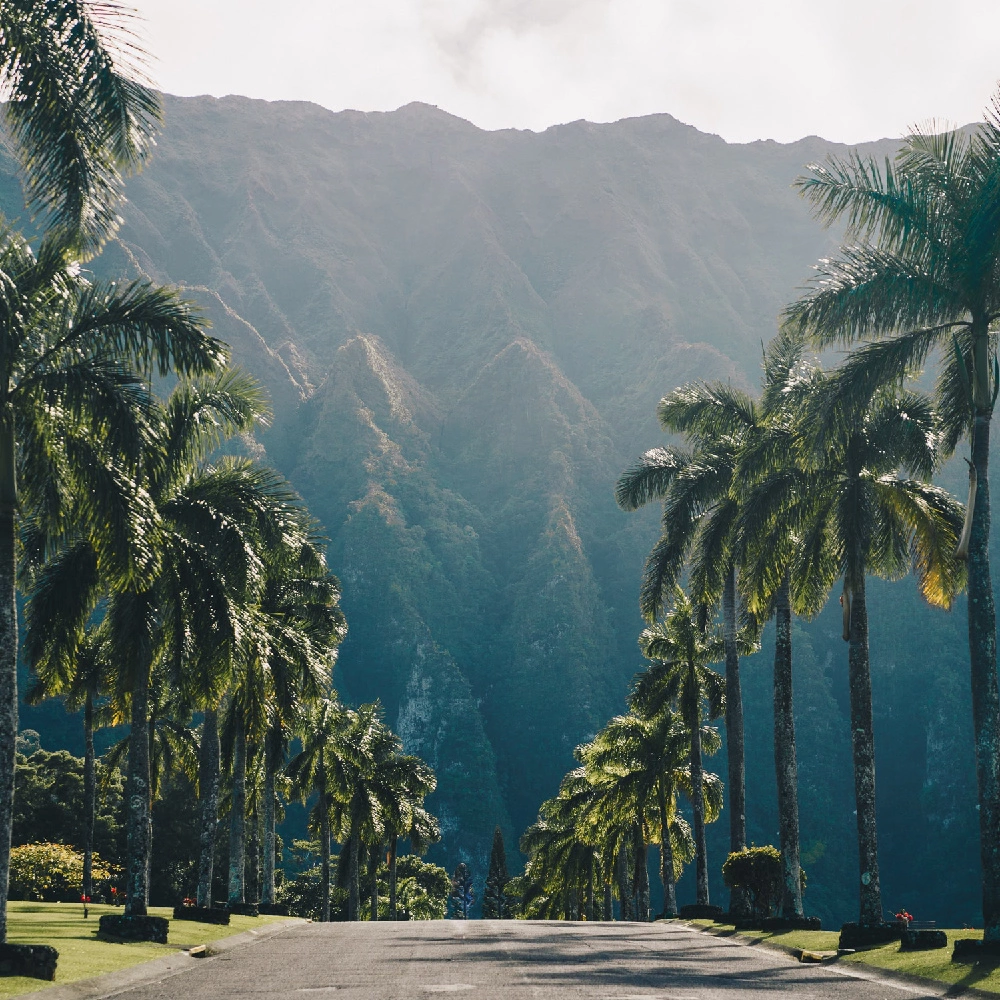 ハワイの道路とヤシの木