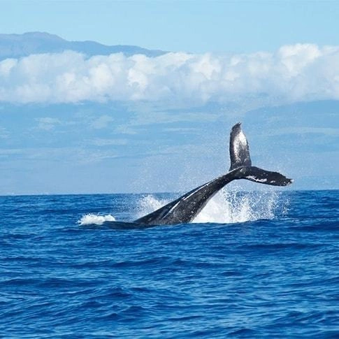 鯨の尻尾が海面から出ている画像