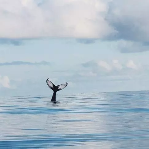 鯨の尻尾が海面から垂直に出ている画像