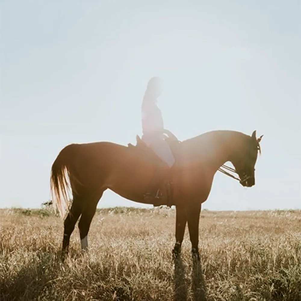 草原で馬に乗っている女性の画像