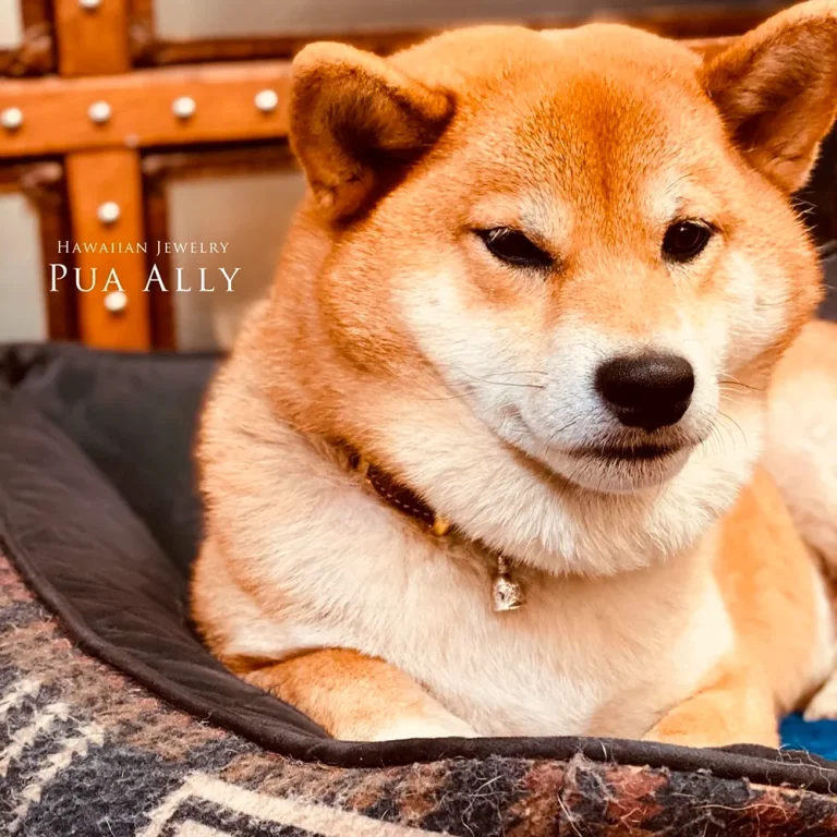 ハワイアンジュエリーベルの意味柴犬が(10000760)K14 ベル(鐘)ペンダントトップを着けている