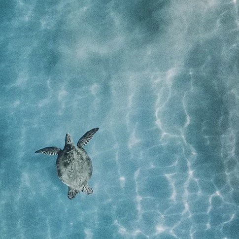 海を泳ぐ海亀の画像