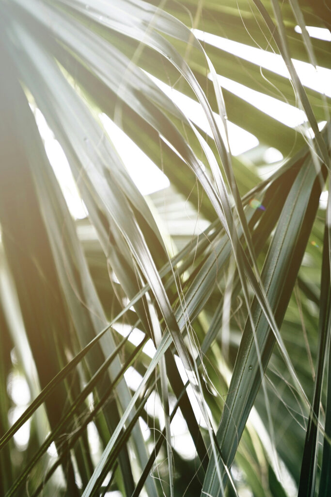 陽ざしが入ったヤシの木の葉