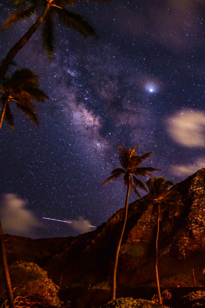 夜の茶色の岩の上の緑の葉の植物