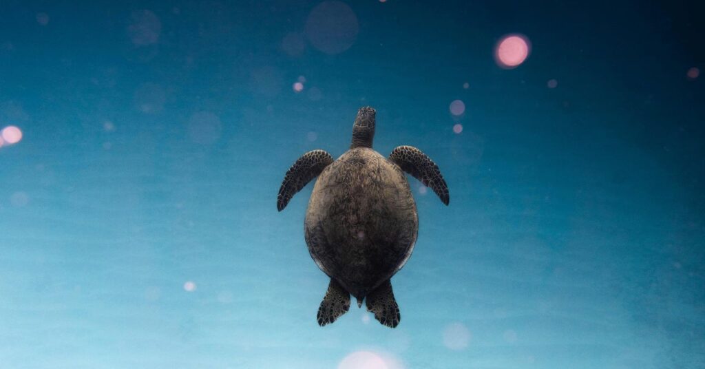 ハワイ語でホヌという海亀