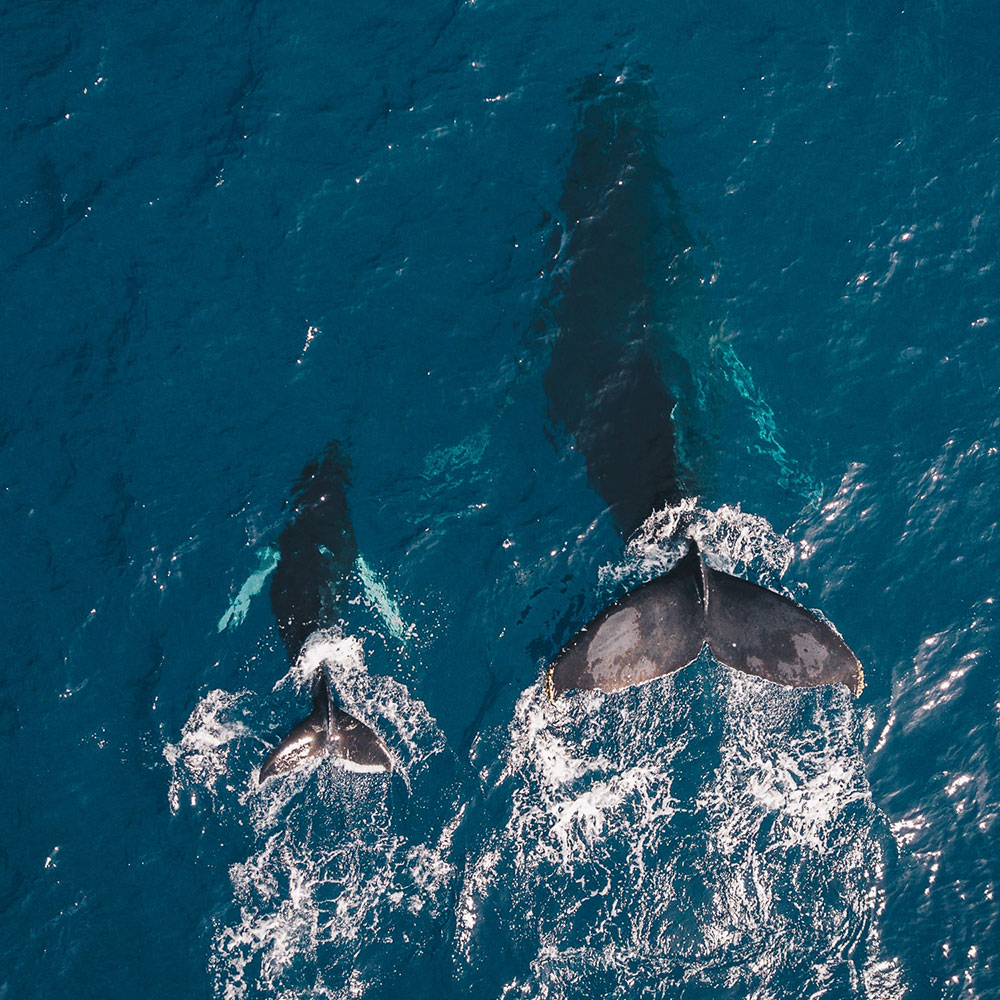 親子のクジラ二匹が海で泳ぐ写真