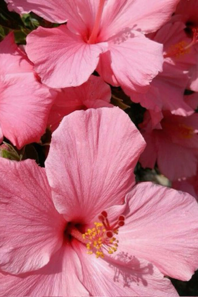 ピンクのハイビスカス