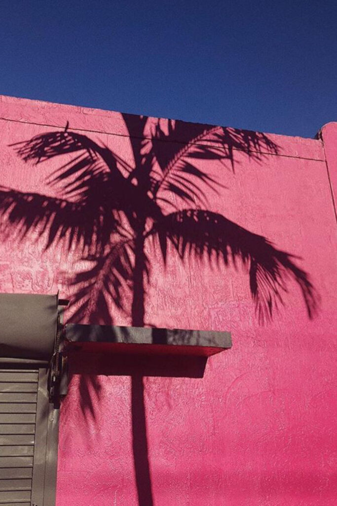 青空ピンク壁ヤシの木の陰