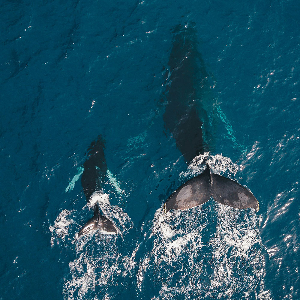 (10000069)クジラの親子が並んで泳ぐ