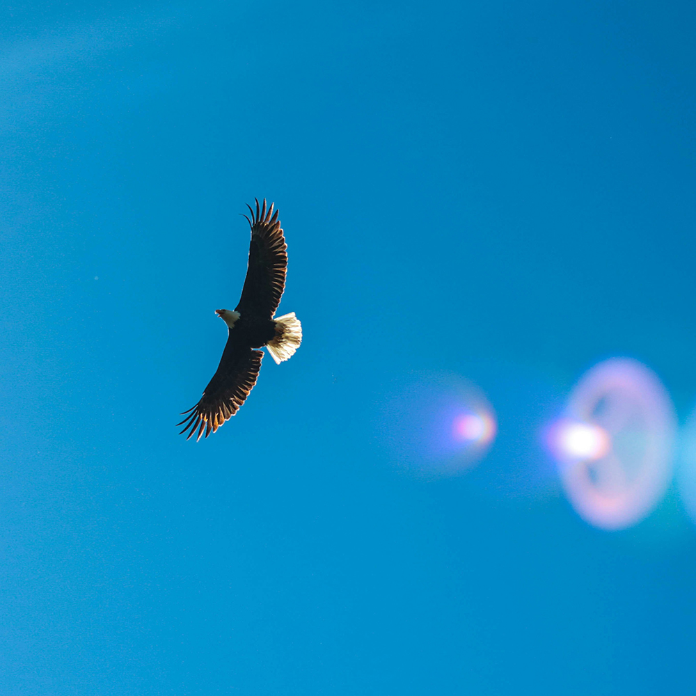 （10001317）青空でイーグルが飛び回る写真