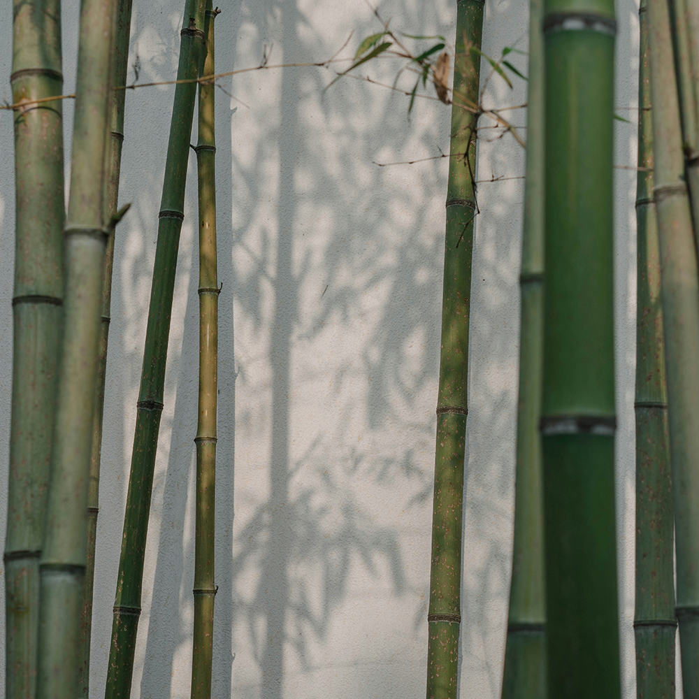竹と白い壁に映る影