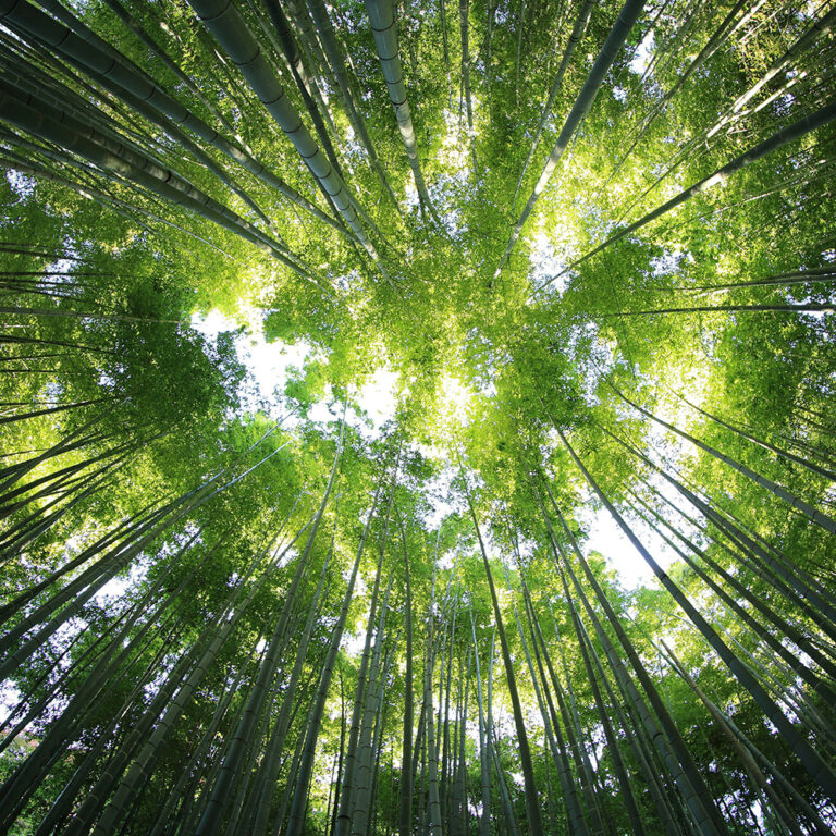 ハワイアンジュエリーバンブーの意味竹林を下からみたアングル