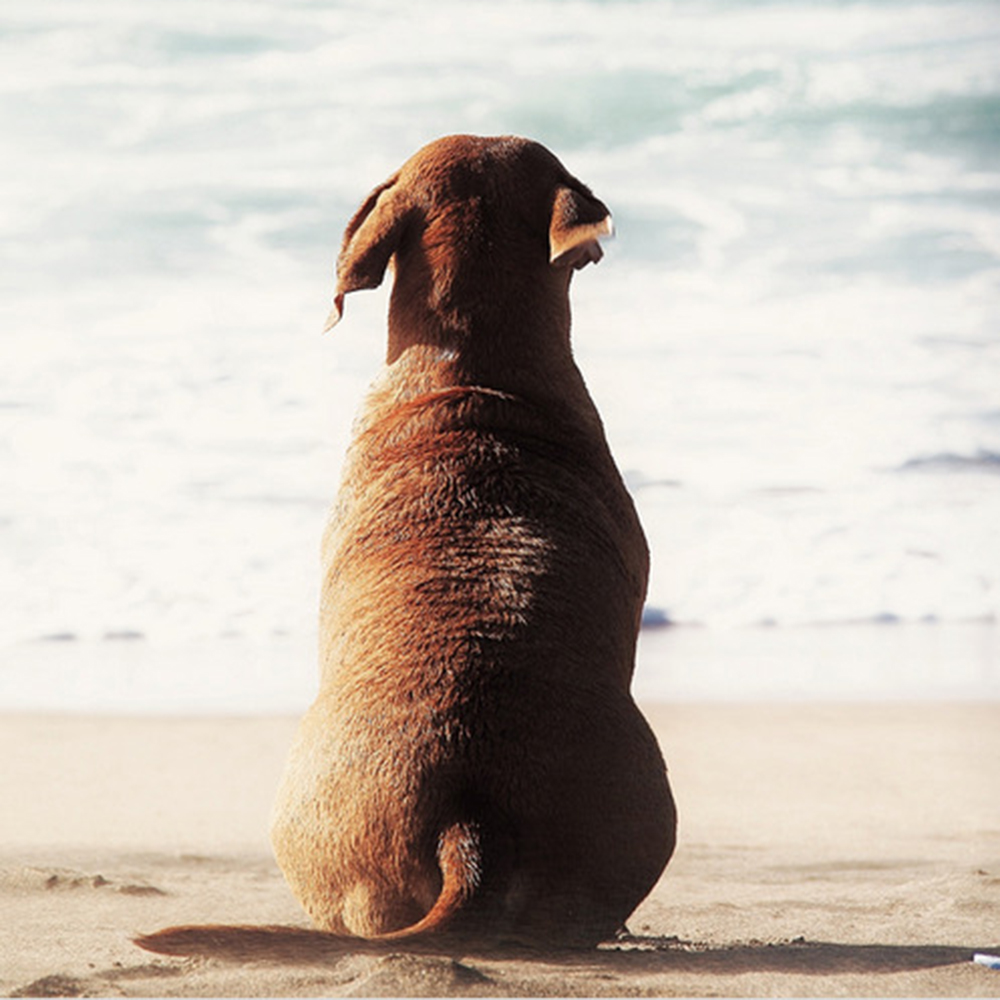 海を眺める犬