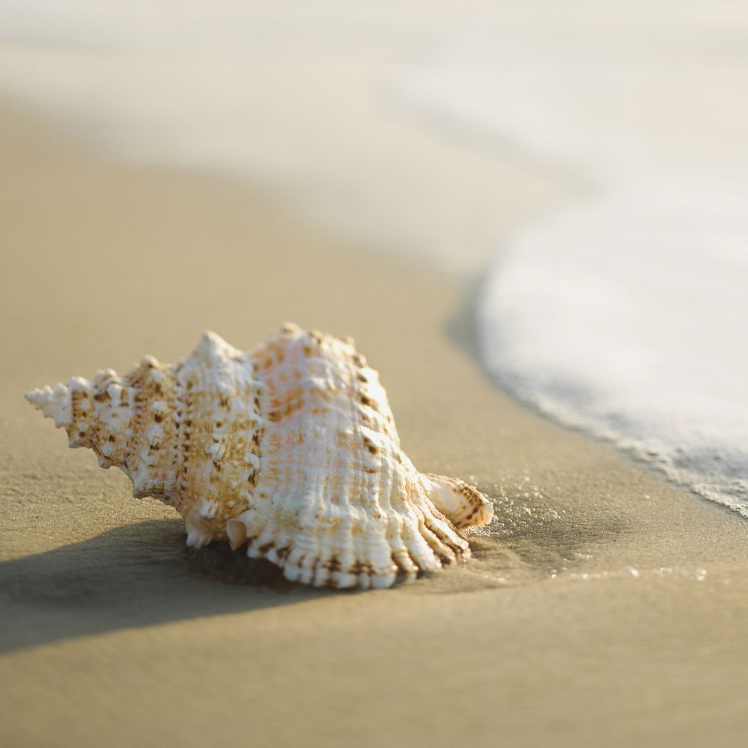 スパイラル シェル（螺旋状貝） - PUA ALLY(プアアリ)