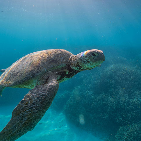 ハワイのウミガメが日光を浴びて水中を泳いでいる