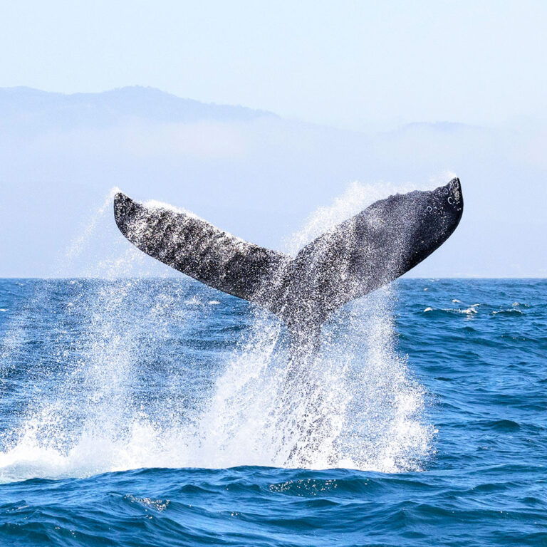ハワイアンモチーフホエールテールの意味海へ戻るクジラの尻尾
