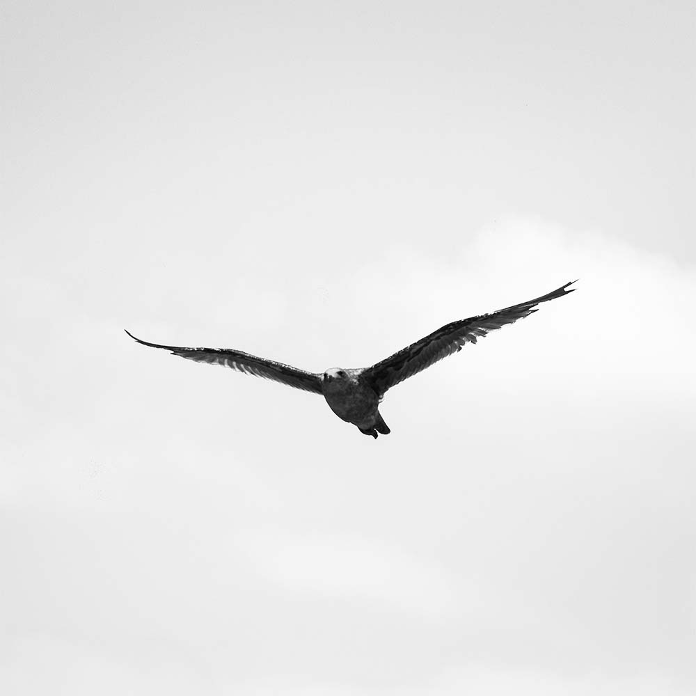 (10000869)空を飛んでいる1羽の鳥