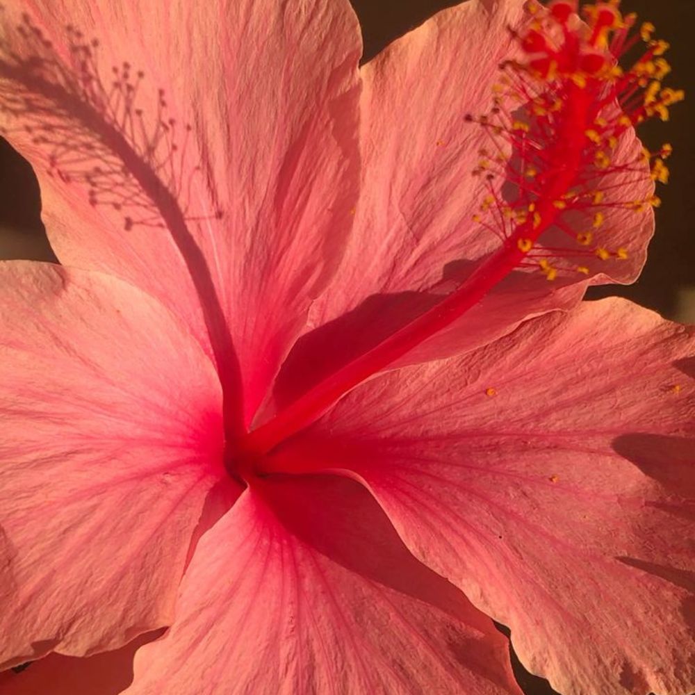 人気5選】ハワイに咲く、”5つ”の花言葉と伝説 - PUA ALLY(プアアリ)