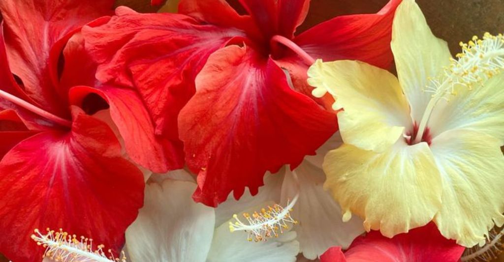 赤と黄色のハイビスカスの花
