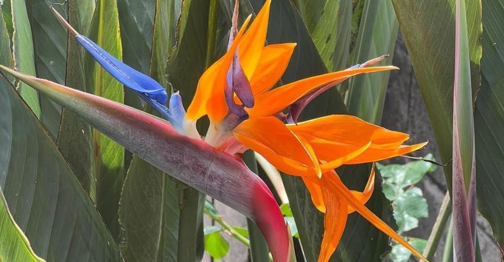 オレンジのストレリチアの花
