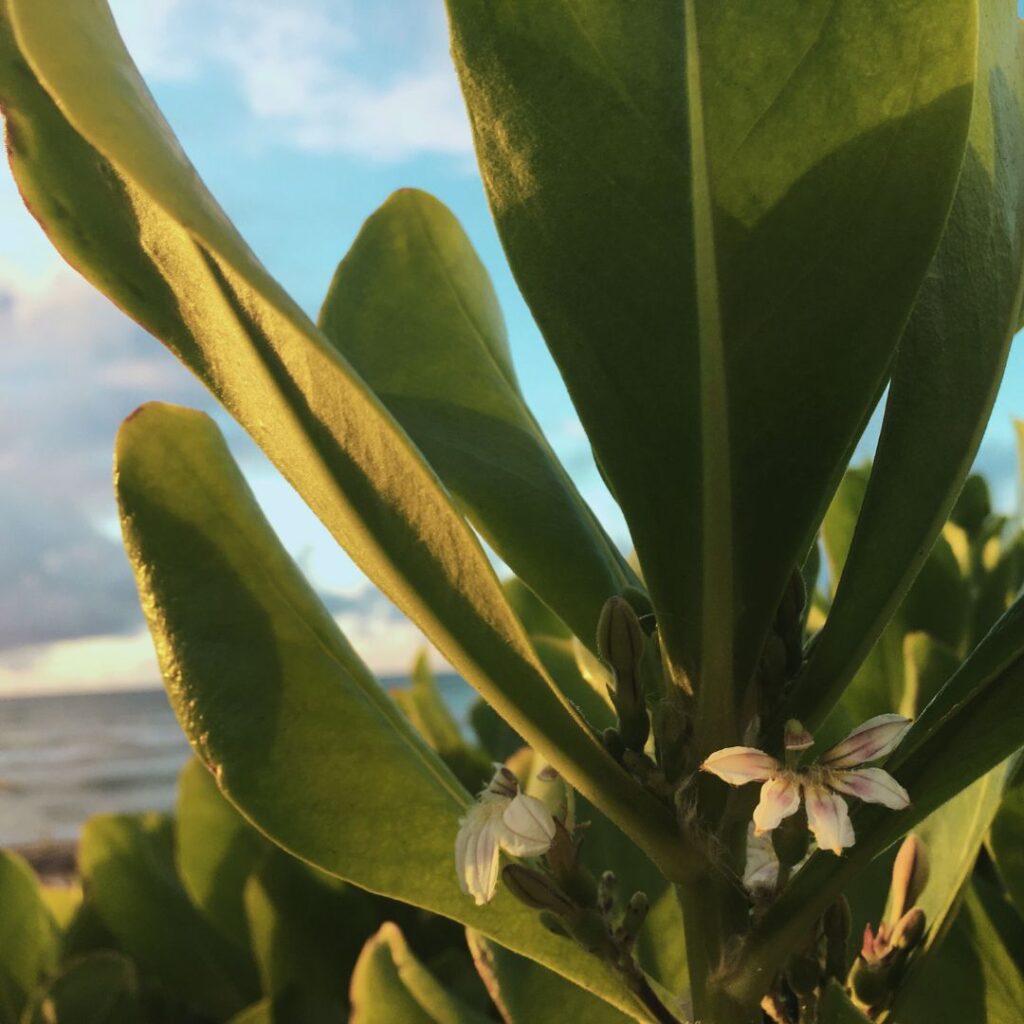 ナウパカと背景の海