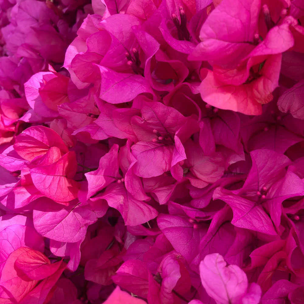 ブーゲンビリアのピンクの花