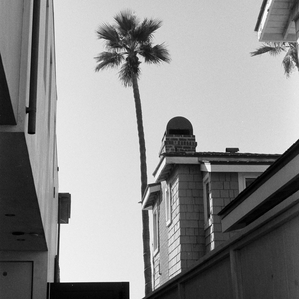 モノクロ建物の間に見えるヤシの木