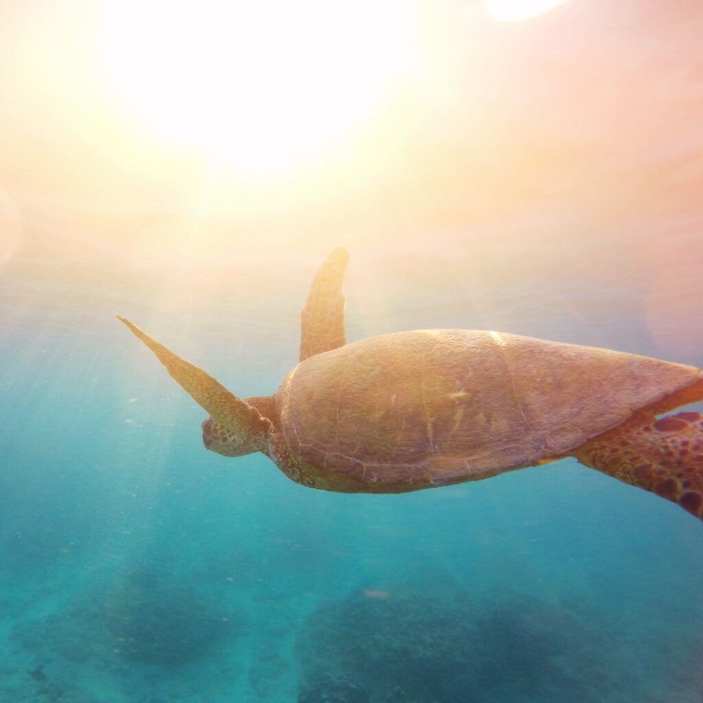 海の光の中の海亀