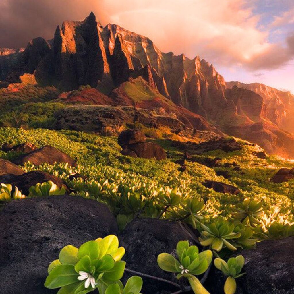 ナウパカの花と背景の山