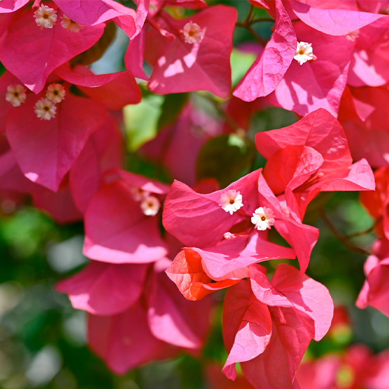 Bougainvillea（ブーゲンビリア）