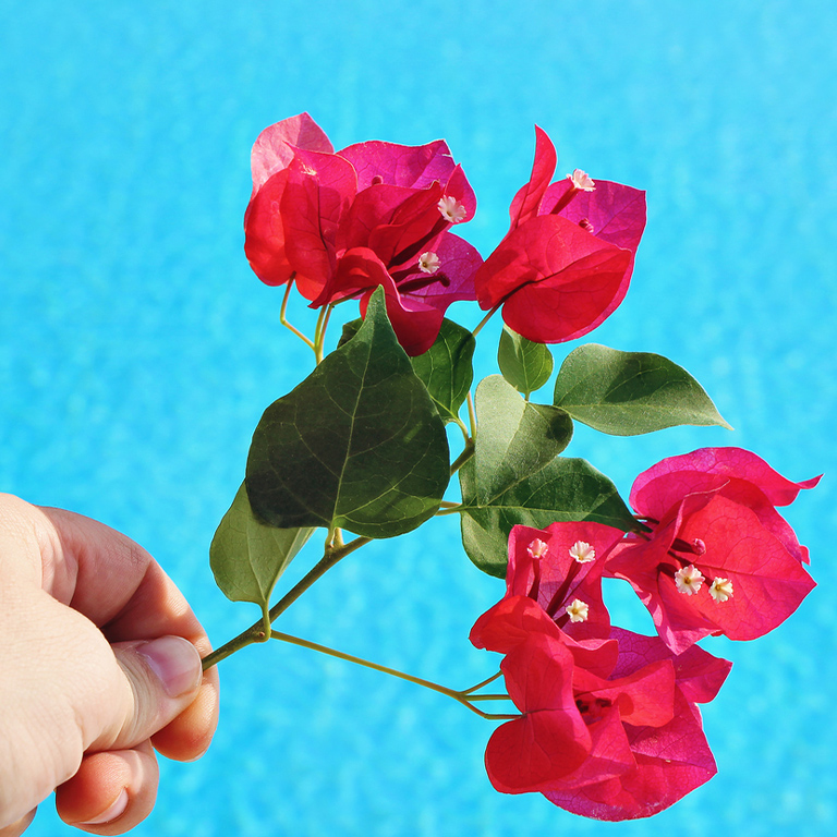 Bougainvillea（ブーゲンビリア）